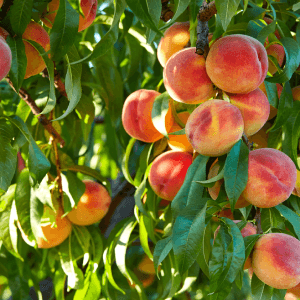 Fruit
